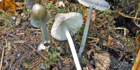 Mycena prugasta noga: opis i fotografija
