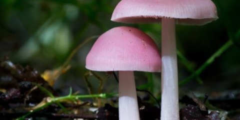 Mycena roza: opis i fotografija