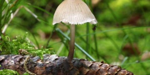 Micena koja voli šišarke: opis i fotografija