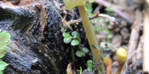 Mycena sa žutim rubovima: opis i fotografija