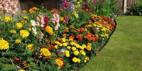 Mixborderi u pejzažnom dizajnu + fotografija