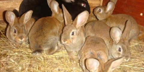 Miksomatoza kod kunića: uzroci, liječenje