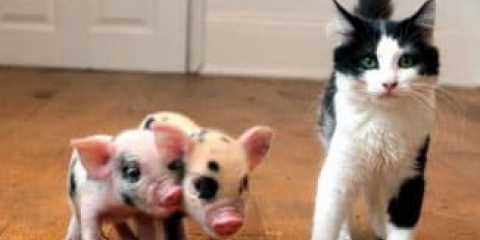 Mini svinje: mini svinja kod kuće, održavanje i njega