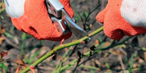 Minijaturna ruža floribunda sorte lavanda led (lavanda)