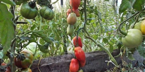 Minusinsk paradajz: šta je to i sa čime se jede