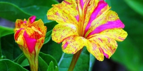 Mirabilis iz sjemena kod kuće