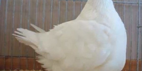 Mesne pasmine golubova