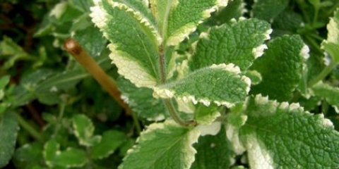 Metvica ananasa (ananas): opis, recenzije, fotografije