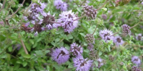 Močvarska metvica (buva, ombalo, buha): fotografija i opis, korisna svojstva i kontraindikacije