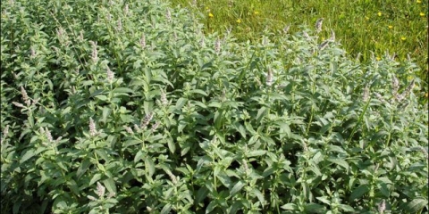 Nana dugolisna: ljekovita svojstva i kontraindikacije