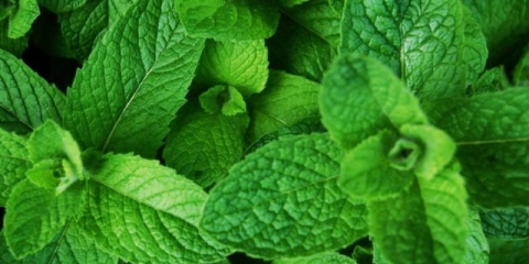 Apple mint: opis, recenzije, fotografije, korisna svojstva i kontraindikacije