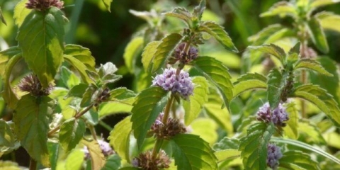 Livadska metvica (polje): fotografija, opis sorte, korisna svojstva i kontraindikacije