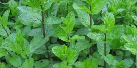 Mentol mentol: fotografija i opis, recenzije, fotografije, korisna svojstva, primjena