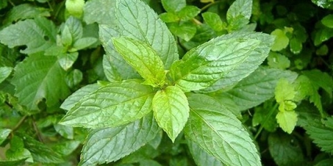 Pepermint kuban 6: opis, recenzije, fotografija