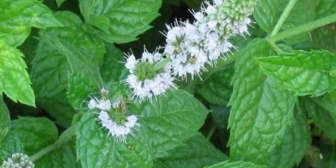 Vrtna metvica (metvica): ljekovita svojstva i kontraindikacije