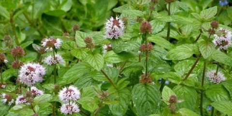 Vodena menta (voda): fotografija, opis, korisna svojstva i kontraindikacije