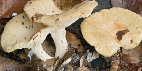 Mliječno blijedo: fotografija i opis