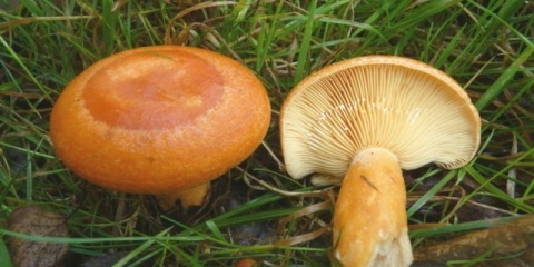 Mliječno narandžasta: fotografija i opis