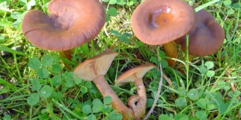 Svilenkasto mliječno (vodeno-mliječno): opis i fotografija