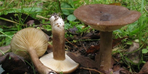 Mliječno tamno smeđa: opis i fotografija