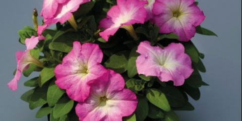 Višecvjetna petunija mambo (mambo) f1: opis, fotografija, recenzije