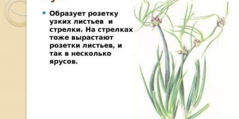 Slojeviti luk: pravila za uzgoj, sadnju i njegu