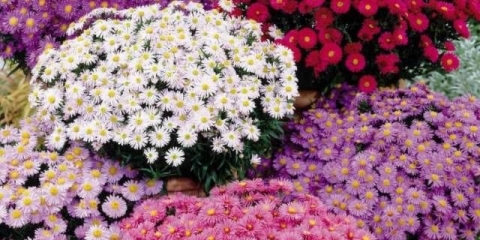 Višegodišnje astre: sferične, vrijeske, niske, ivičnjake