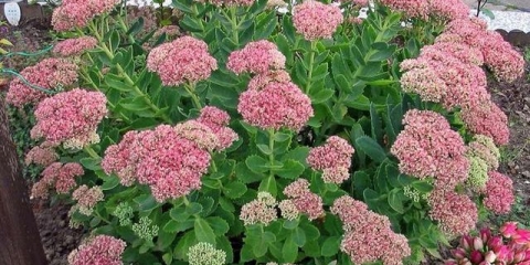 Višegodišnje cvijeće koje cvjeta cijelo ljeto