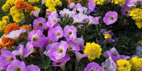 Višegodišnje cvijeće za darivanje