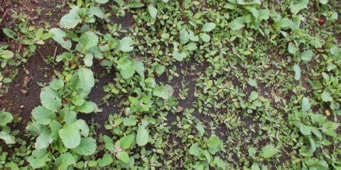 Višegodišnji i jednogodišnji travnati korovi