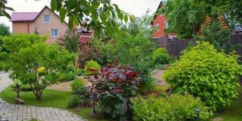 Višegodišnje grmlje za baštu