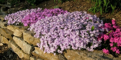 Višegodišnji floks koji pokriva tlo (puzajući): sorte sa fotografijama i imenima