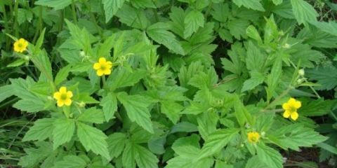 Višegodišnji šljunak: fotografije cvijeća, vrsta i sorti koje raste iz sjemena