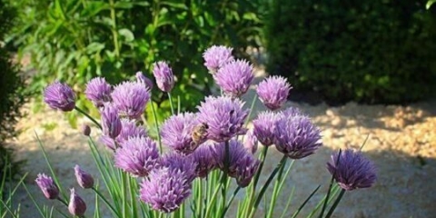 Višegodišnji vlasac: sadnja i njega, kako uzgajati iz sjemena, korisna svojstva, fotografije