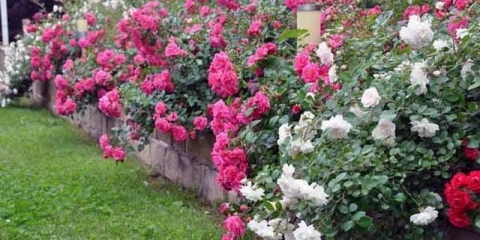 Višegodišnje biljke za vikendice, cvjetaju cijelo ljeto