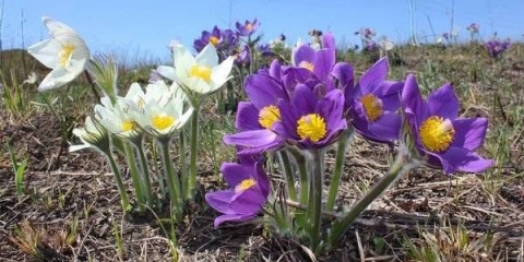 Višegodišnje biljke za sibir, cvjetaju cijelo ljeto