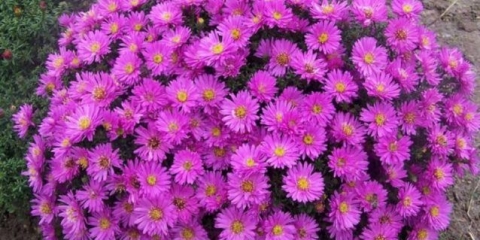 Višegodišnji grm aster: fotografije i nazivi sorti s opisima