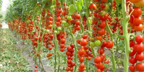 Urea za prihranu paradajza