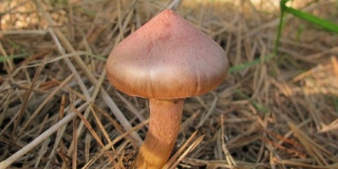 Mokruha ljubičasta: opis i fotografija