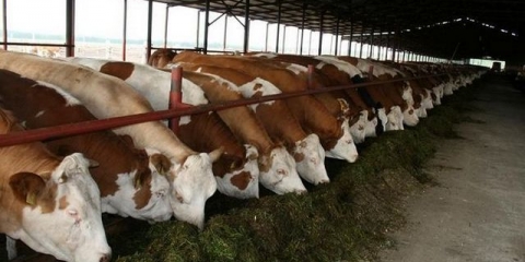 Mliječne rase krava