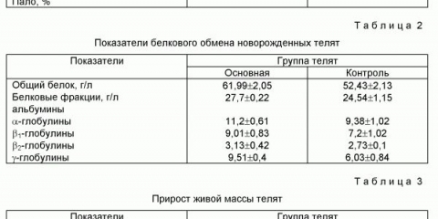 Mlada goveda - to je starost, tehnologija uzgoja popravka