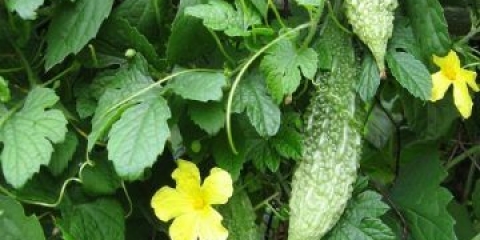 Momordica charantia: ljekovita svojstva i kontraindikacije