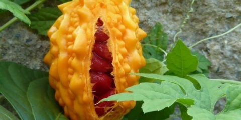 Momordica: uzgoj iz sjemena kod kuće