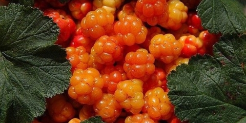 Moruške u sirupu za zimnicu