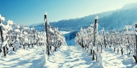 Sorte grožđa otporne na mraz: 6 popularnih predstavnika