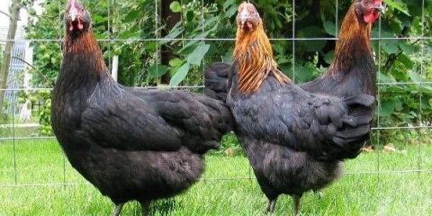 Moskovska crna pasmina pilića: karakteristike i sadržaj