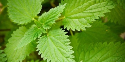 Da li trudnice mogu uzimati koprivu: u ranim, kasnim menstruacijama, u drugom tromjesečju