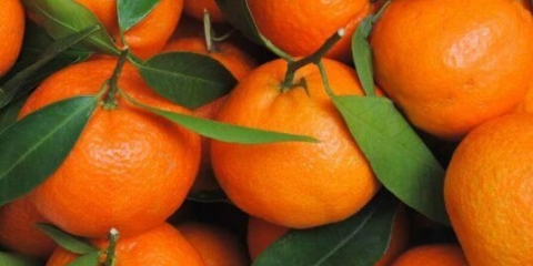 Da li je moguće mandarine tokom dojenja