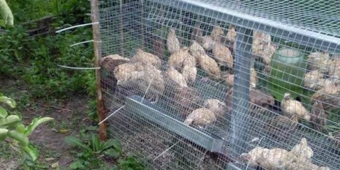 Mramorne prepelice: držanje i uzgoj