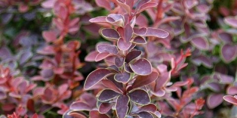 Pepelnica, bijeli cvat, gusjenice na žutici: metode borbe, kako liječiti